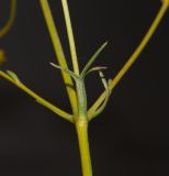 Bilacunaria boissieri