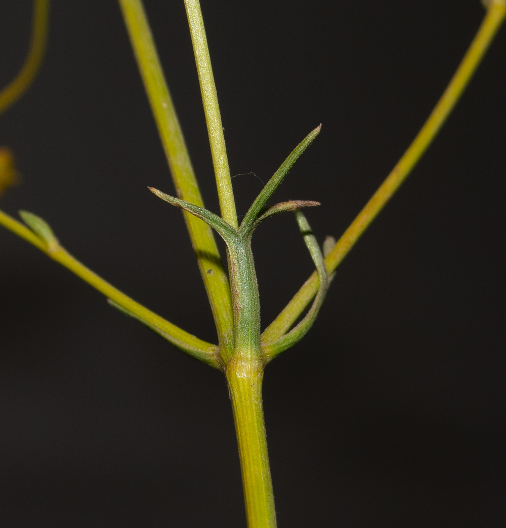 Image of Bilacunaria boissieri specimen.