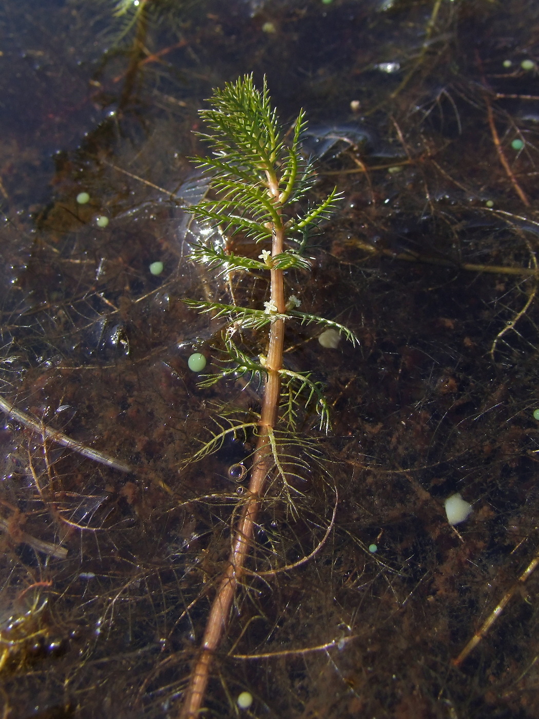 Image of Myriophyllum verticillatum specimen.