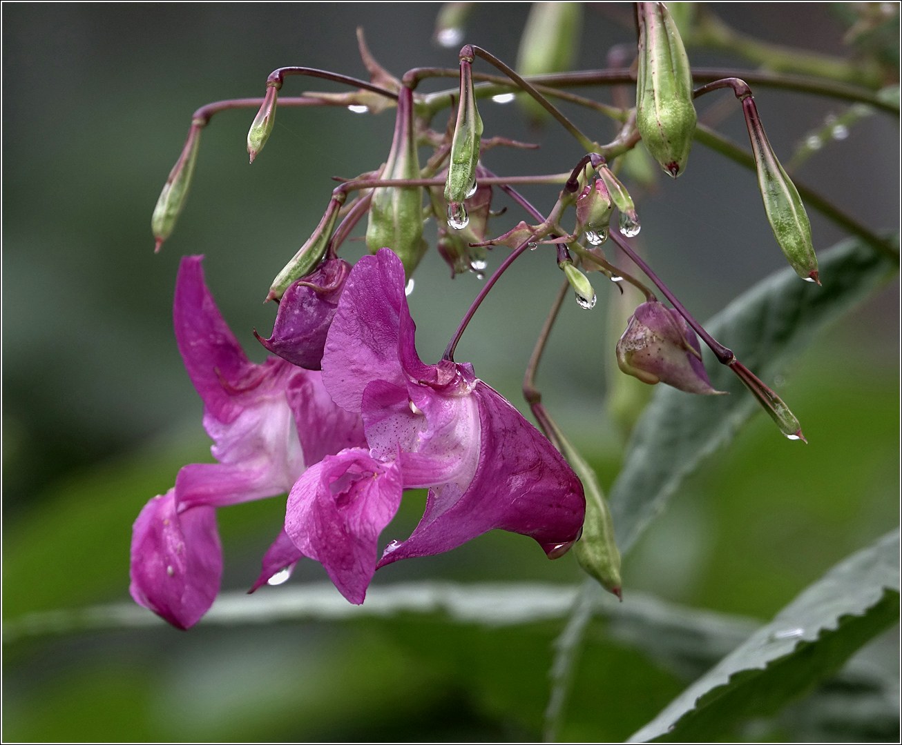 Image of Impatiens glandulifera specimen.