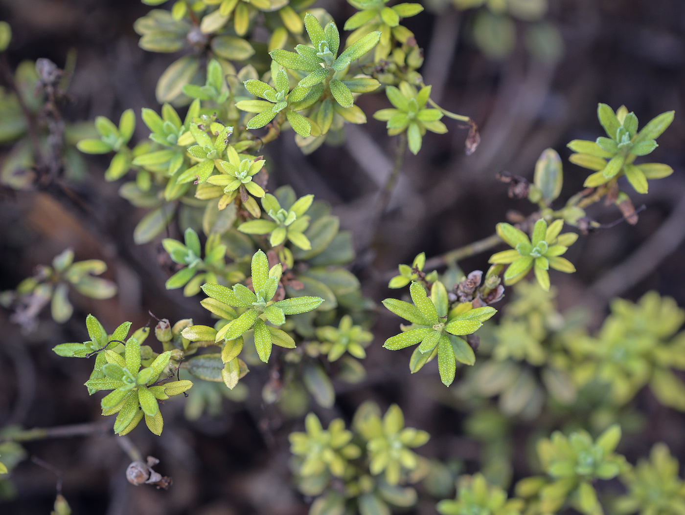 Image of Rhododendron impeditum specimen.