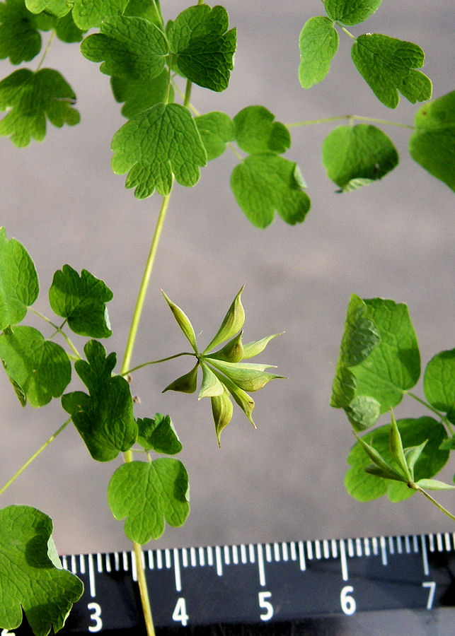 Изображение особи Thalictrum sparsiflorum.
