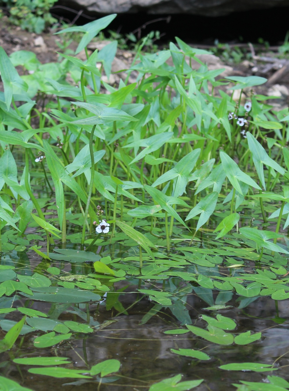 Image of Sagittaria sagittifolia specimen.