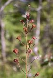Dictamnus caucasicus