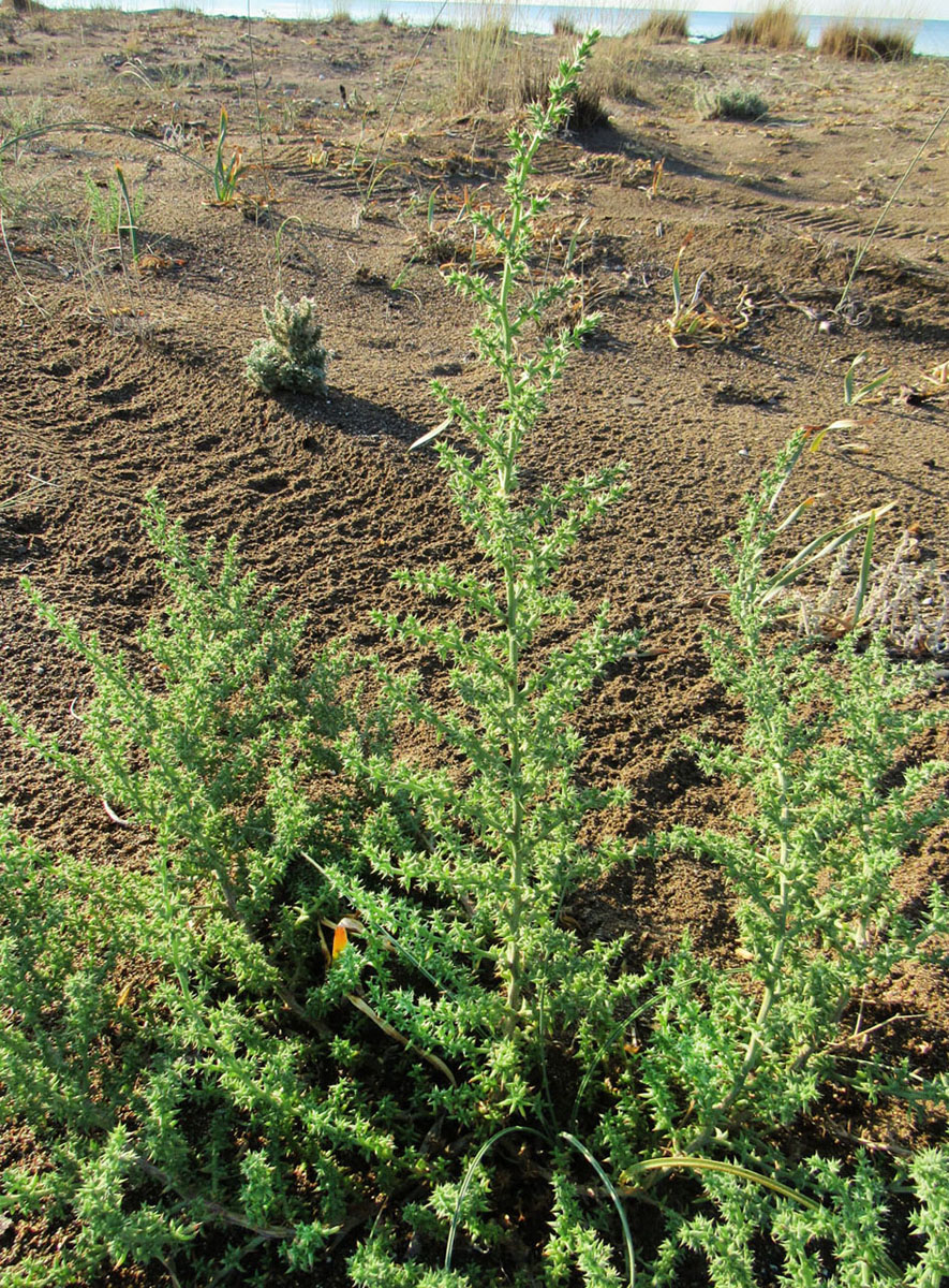 Изображение особи Salsola tragus.