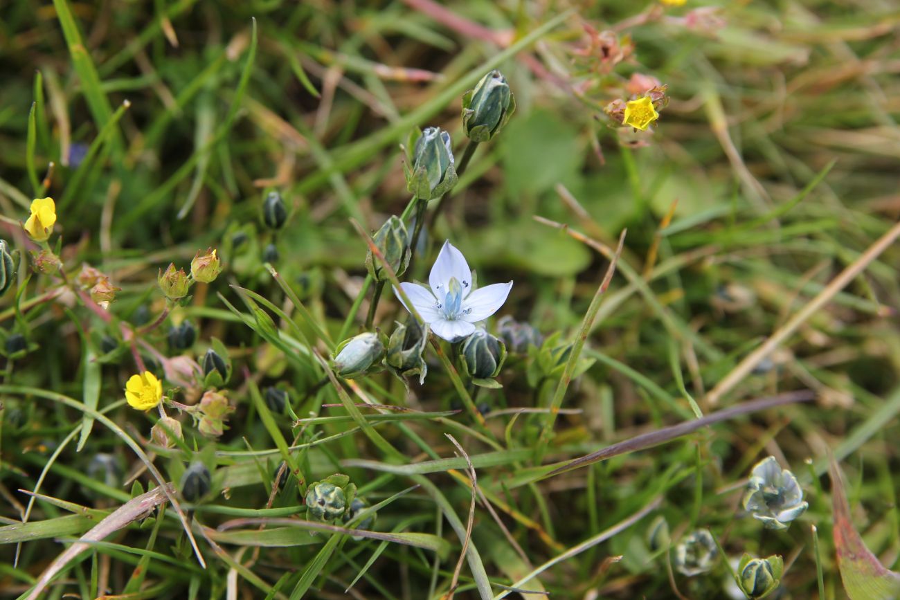 Изображение особи Lomatogonium carinthiacum.