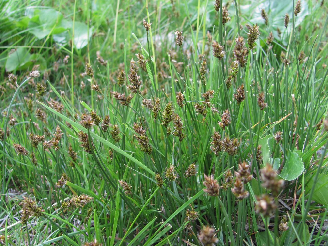 Image of genus Carex specimen.