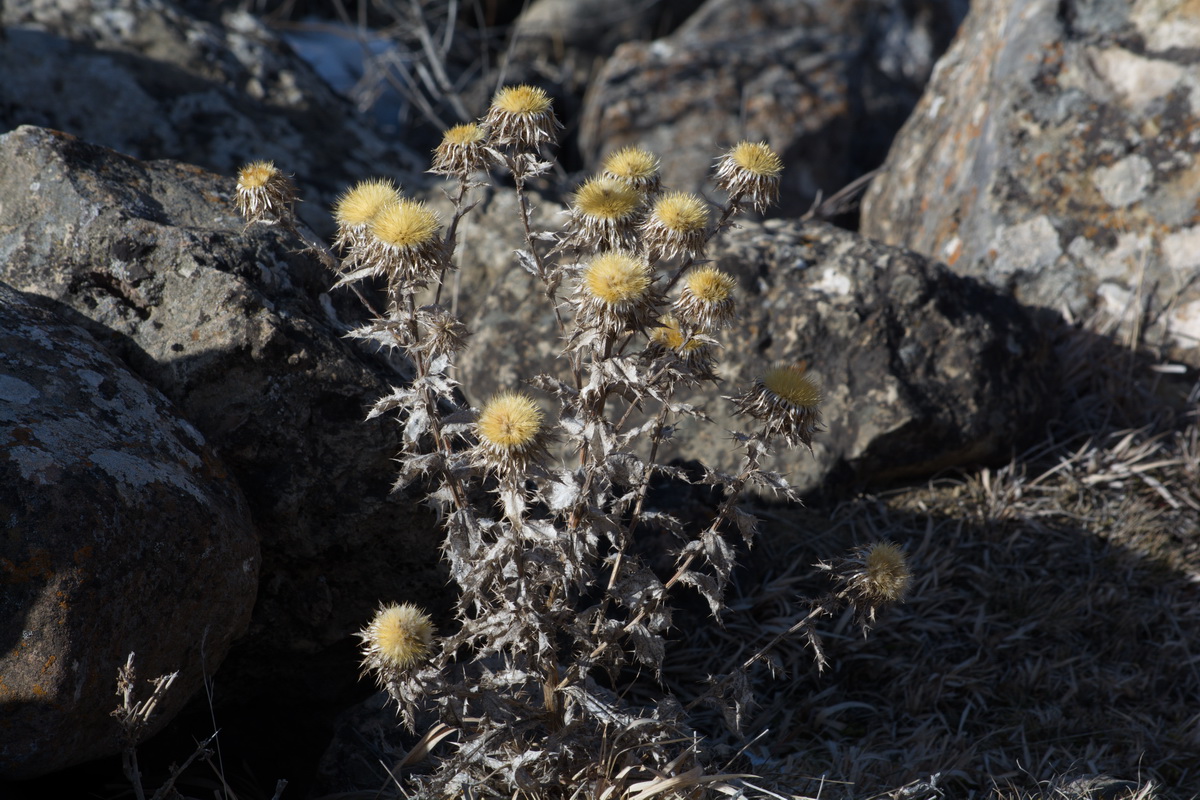Image of genus Carlina specimen.