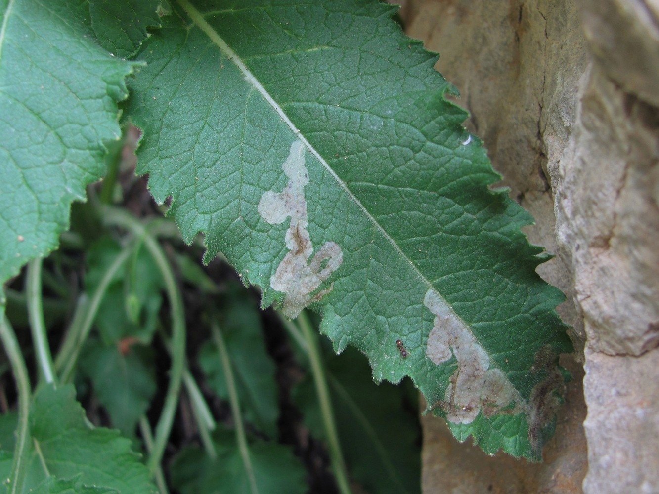 Image of Campanula sarmatica specimen.