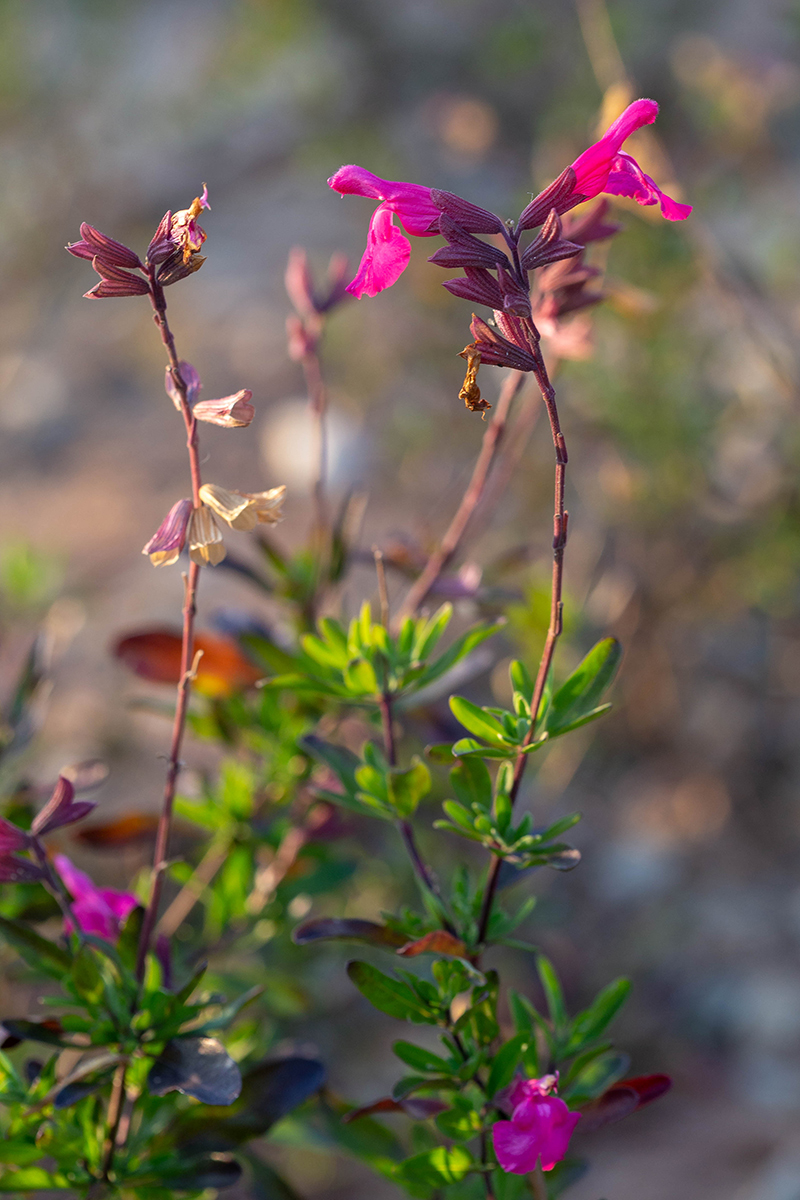 Изображение особи Salvia greggii.