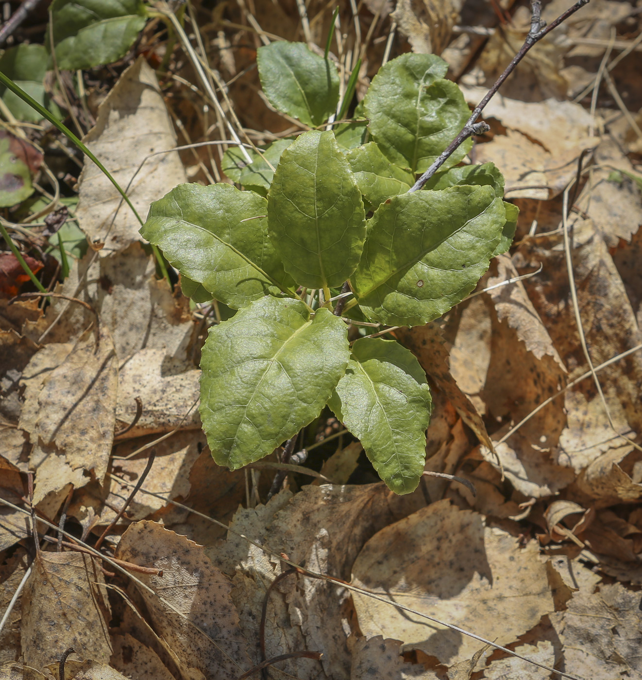 Image of Orthilia secunda specimen.