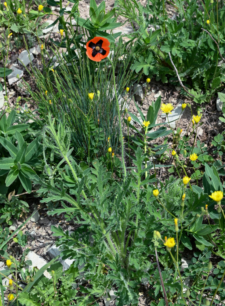 Изображение особи род Papaver.