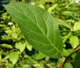 Lonicera involucrata