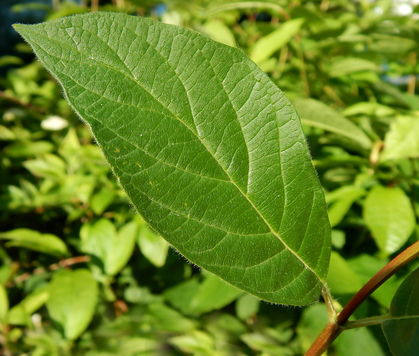 Image of Lonicera involucrata specimen.