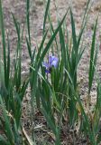 Iris biglumis. Цветущее растение. Хакасия, Аскизский р-н, долина р. Аскиз, использующийся под выпас степной склон. 12.06.2022.