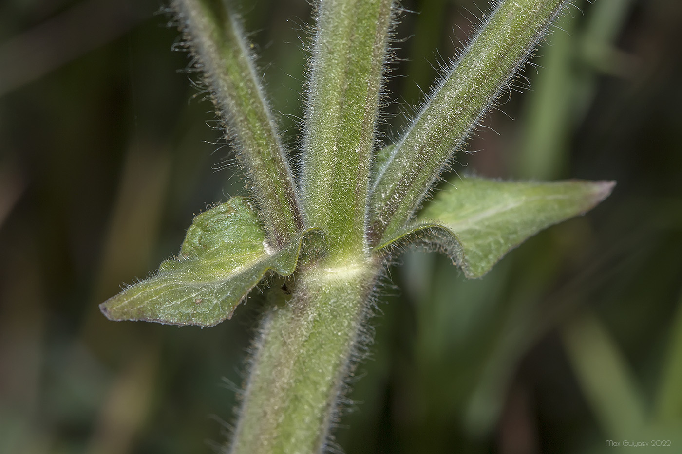 Image of Salvia austriaca specimen.