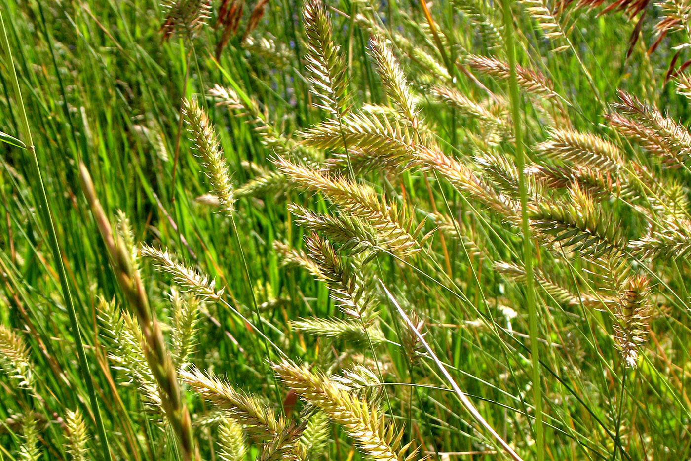 Изображение особи Agropyron pectinatum.