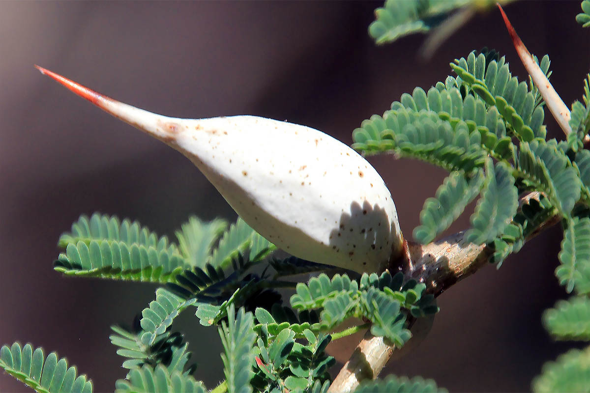 Image of familia Fabaceae specimen.