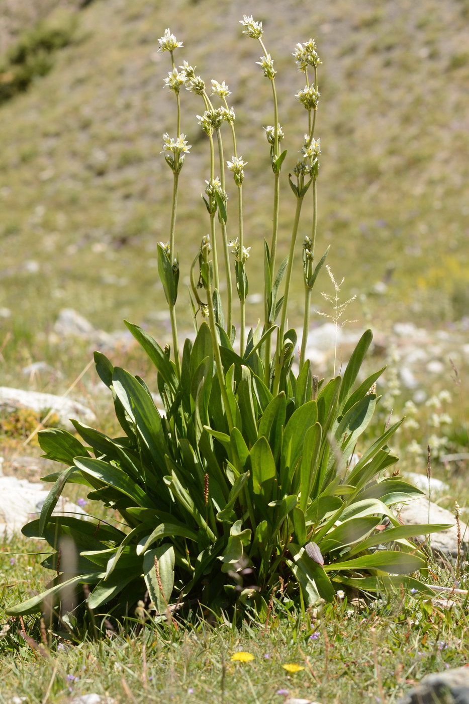 Image of Swertia lactea specimen.