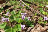 Viola epipsila. Группа цветущих растений. Тверская обл., Весьегонский р-н, край соснового бора возле безымянного ручья. 21 мая 2022 г.