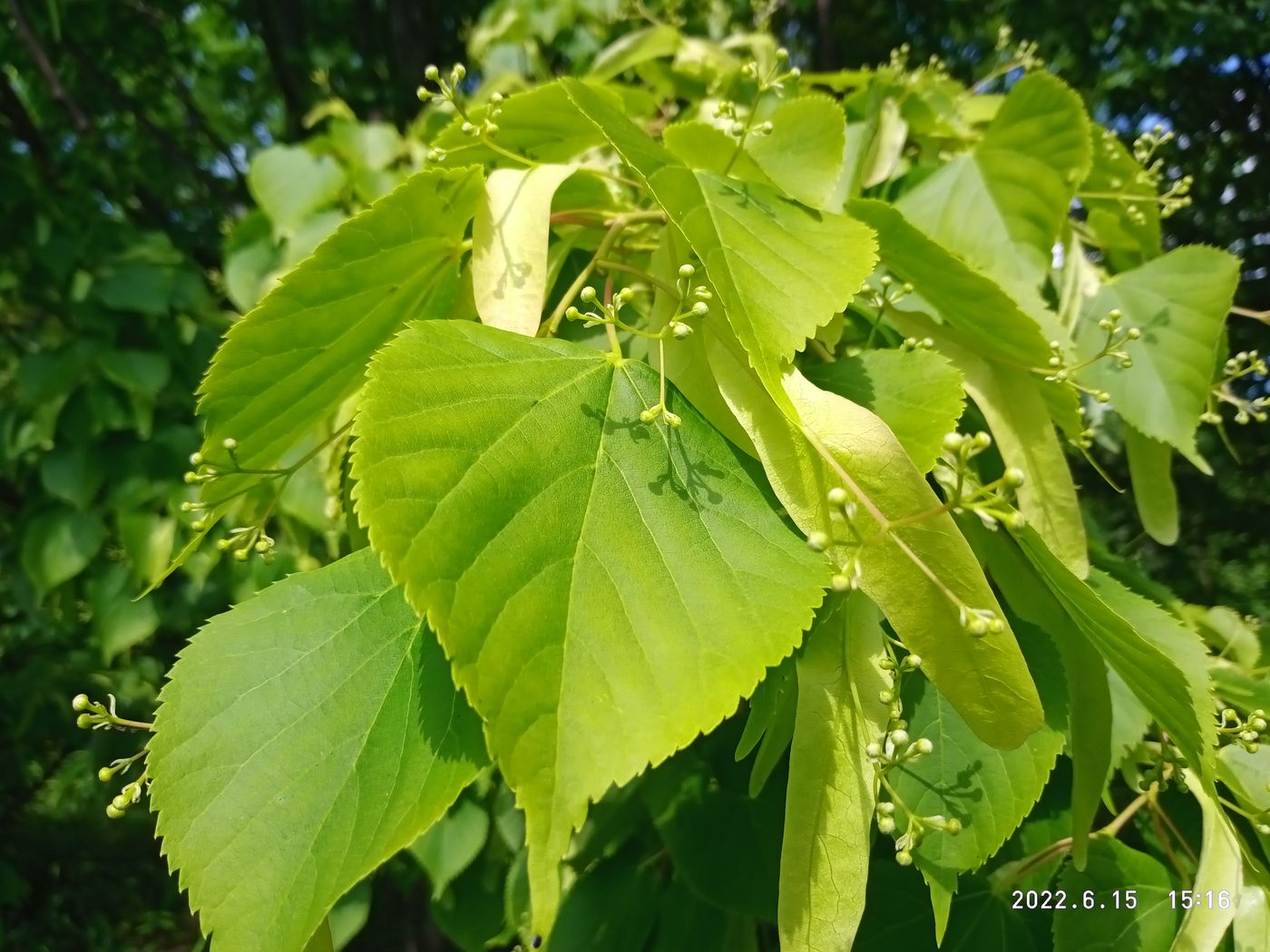 Image of Tilia platyphyllos specimen.