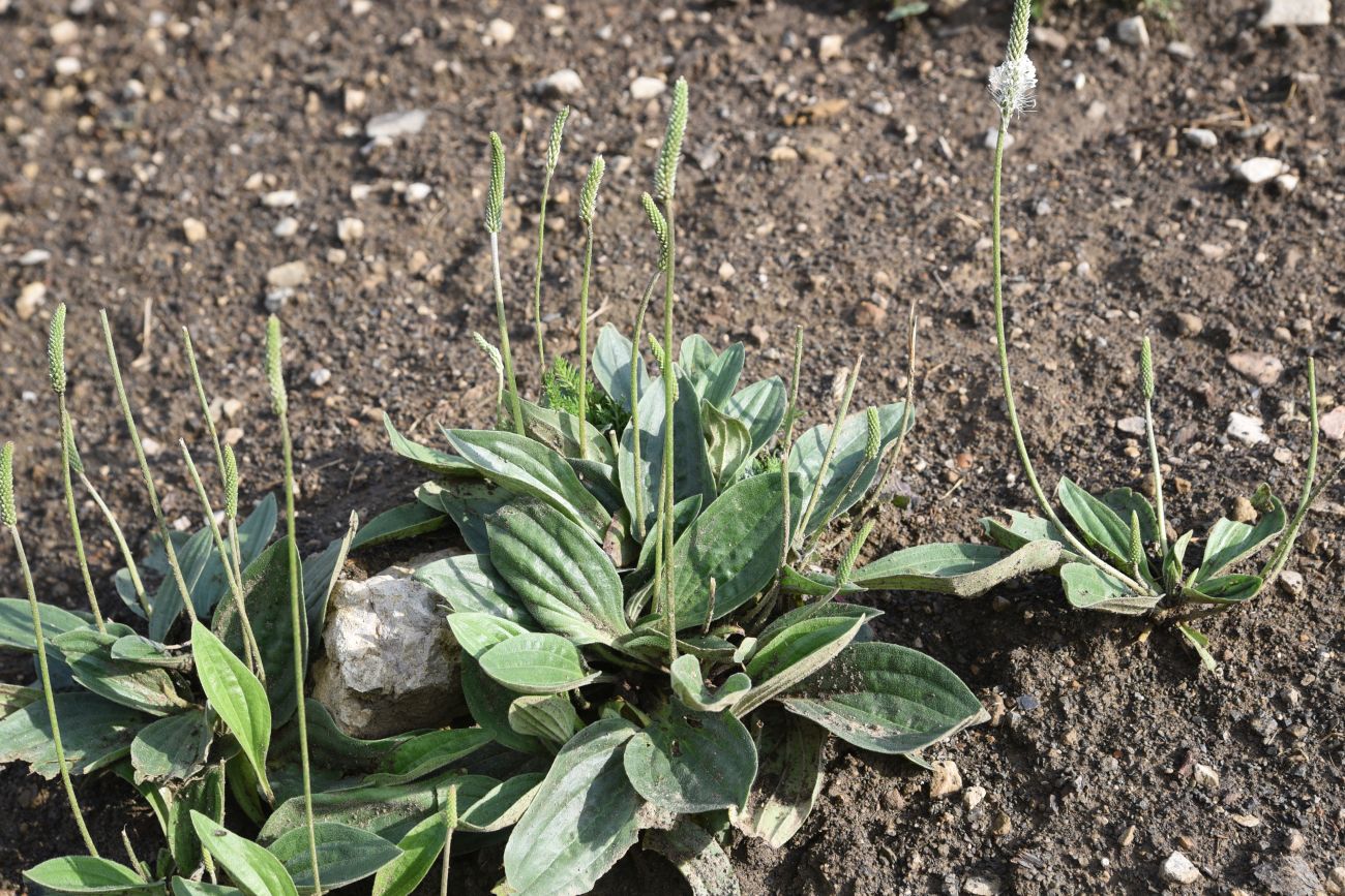 Image of Plantago urvillei specimen.