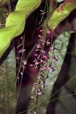 семейство Orchidaceae. Соцветие. Малайзия, штат Саравак, округ Мири, национальный парк «Мулу». 14.03.2015.