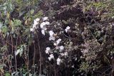 Rhododendron edgeworthii. Ветви с соцветиями. Бутан, дзонгхаг Монгар, национальный парк \"Phrumsengla\". 05.05.2019.
