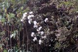 Rhododendron edgeworthii. Ветви с соцветиями. Бутан, дзонгхаг Монгар, национальный парк \"Phrumsengla\". 05.05.2019.