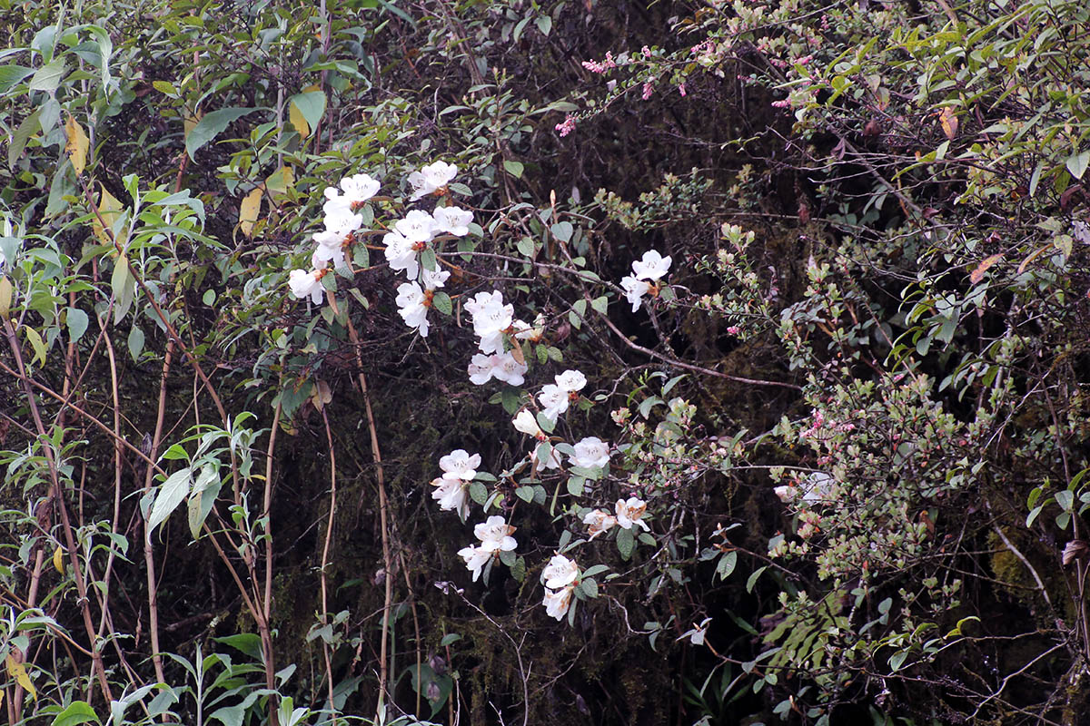 Image of Rhododendron edgeworthii specimen.