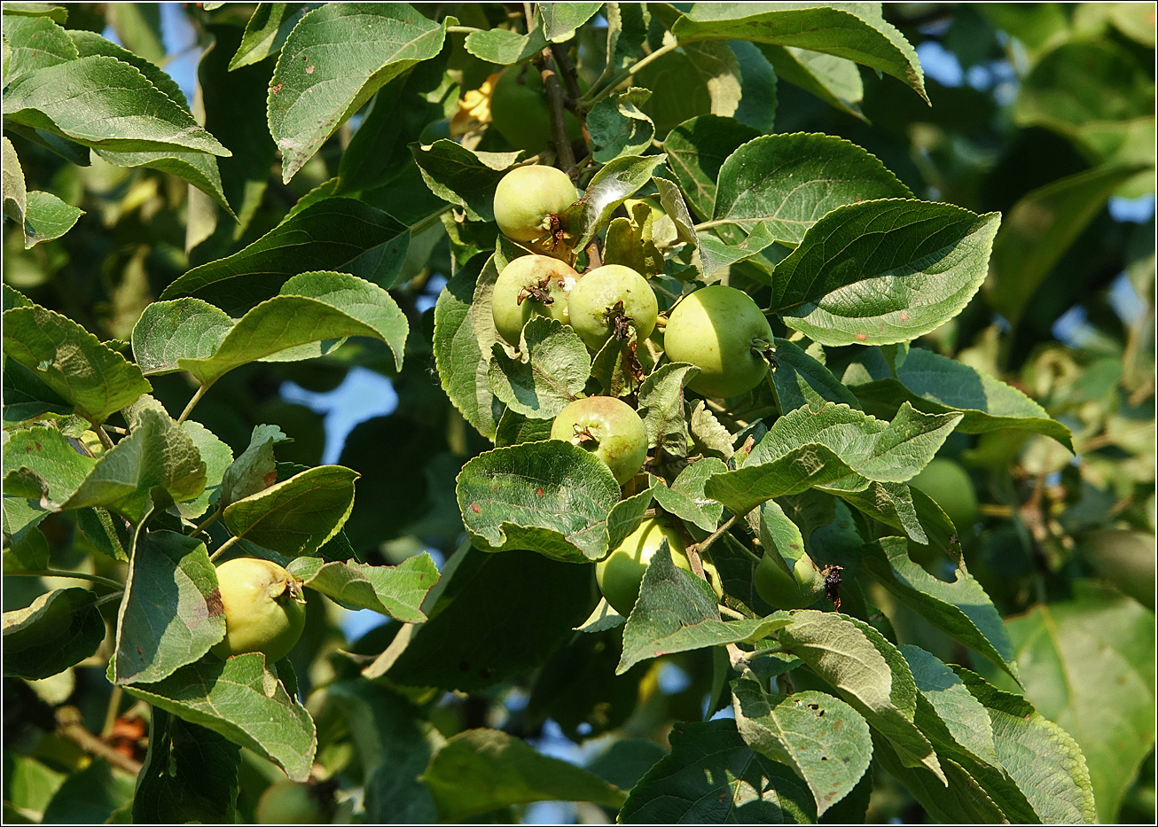 Изображение особи Malus prunifolia.