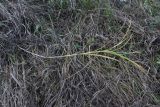 Carex hirta