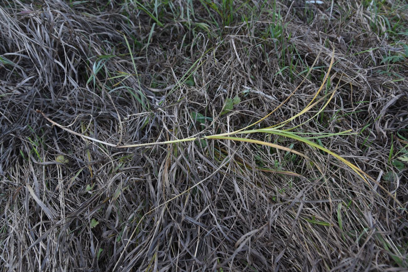 Изображение особи Carex hirta.