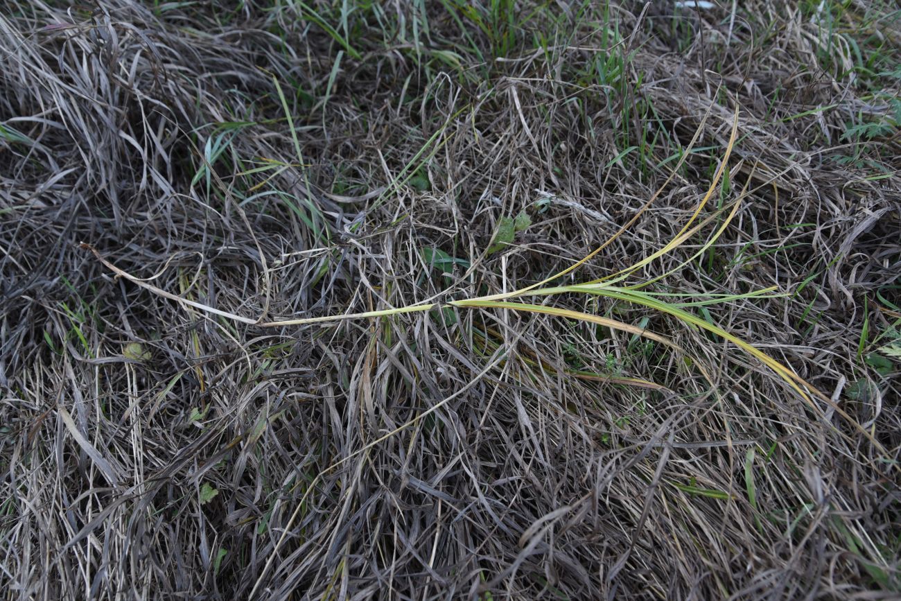 Image of Carex hirta specimen.