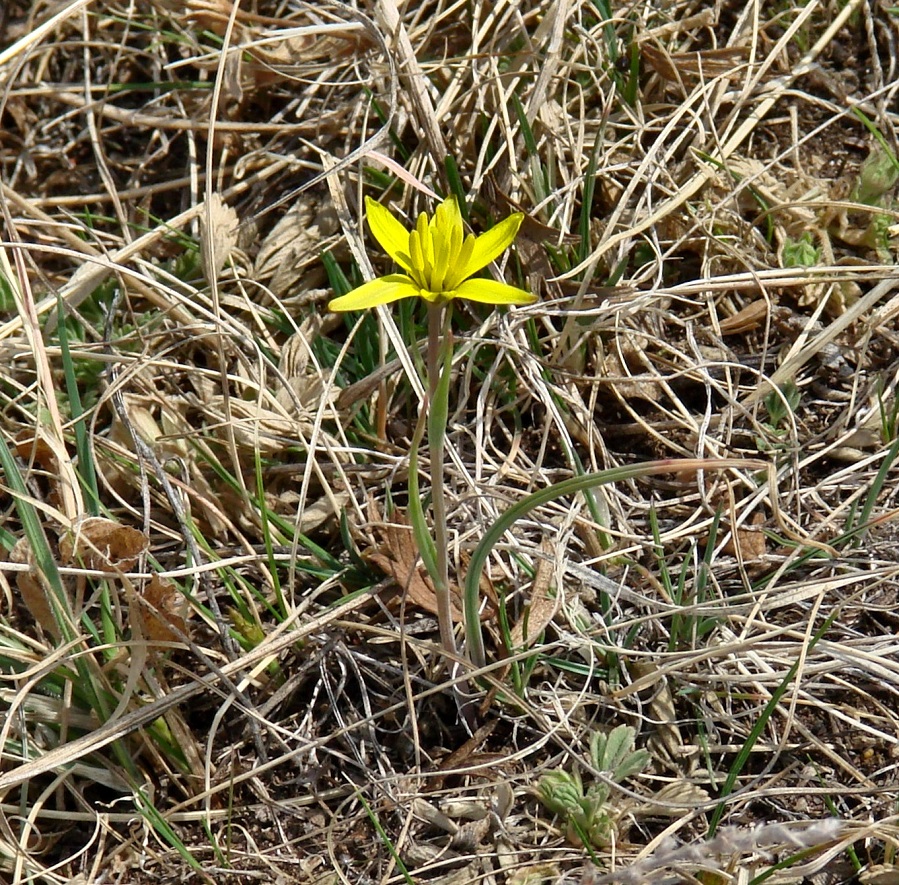 Image of Gagea pauciflora specimen.