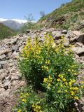 Thermopsis alterniflora