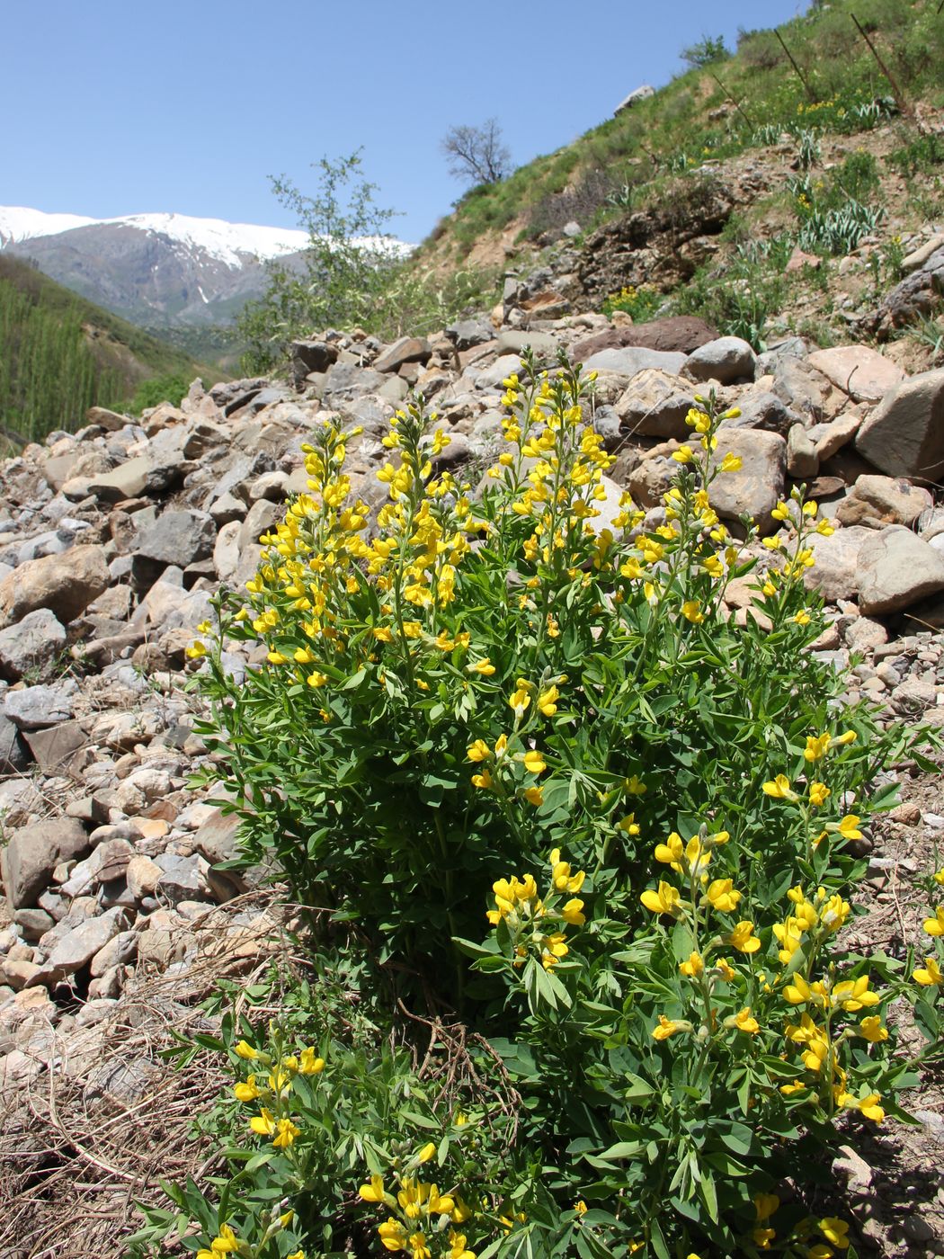 Image of Thermopsis alterniflora specimen.