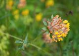 Anthyllis variegata. Верхушка побега с соцветиями. Северная Осетия, Ирафский р-н, турбаза \"Порог неба\"; хр. Танадор, западное подножие горы Кубус, около 1700 м н.у.м., лужайка. 04.07.2022.