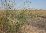 Onobrychis arenaria. Отцветающее растение. Ульяновская обл., Новомалыклинский р-н, окр. дер. Абдреево, дол. р. Бол. Авраль, остепнённый луг, обочина дороги. 13.08.2022.
