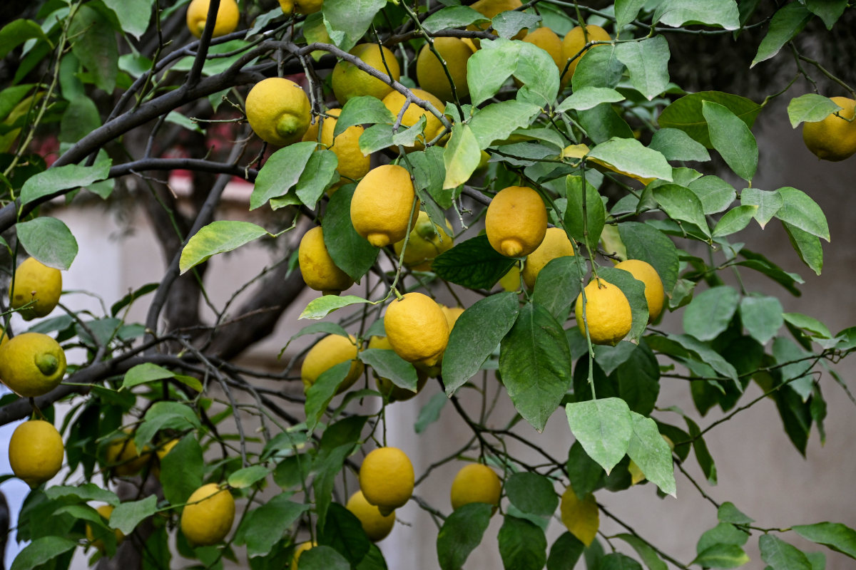 Image of Citrus limon specimen.