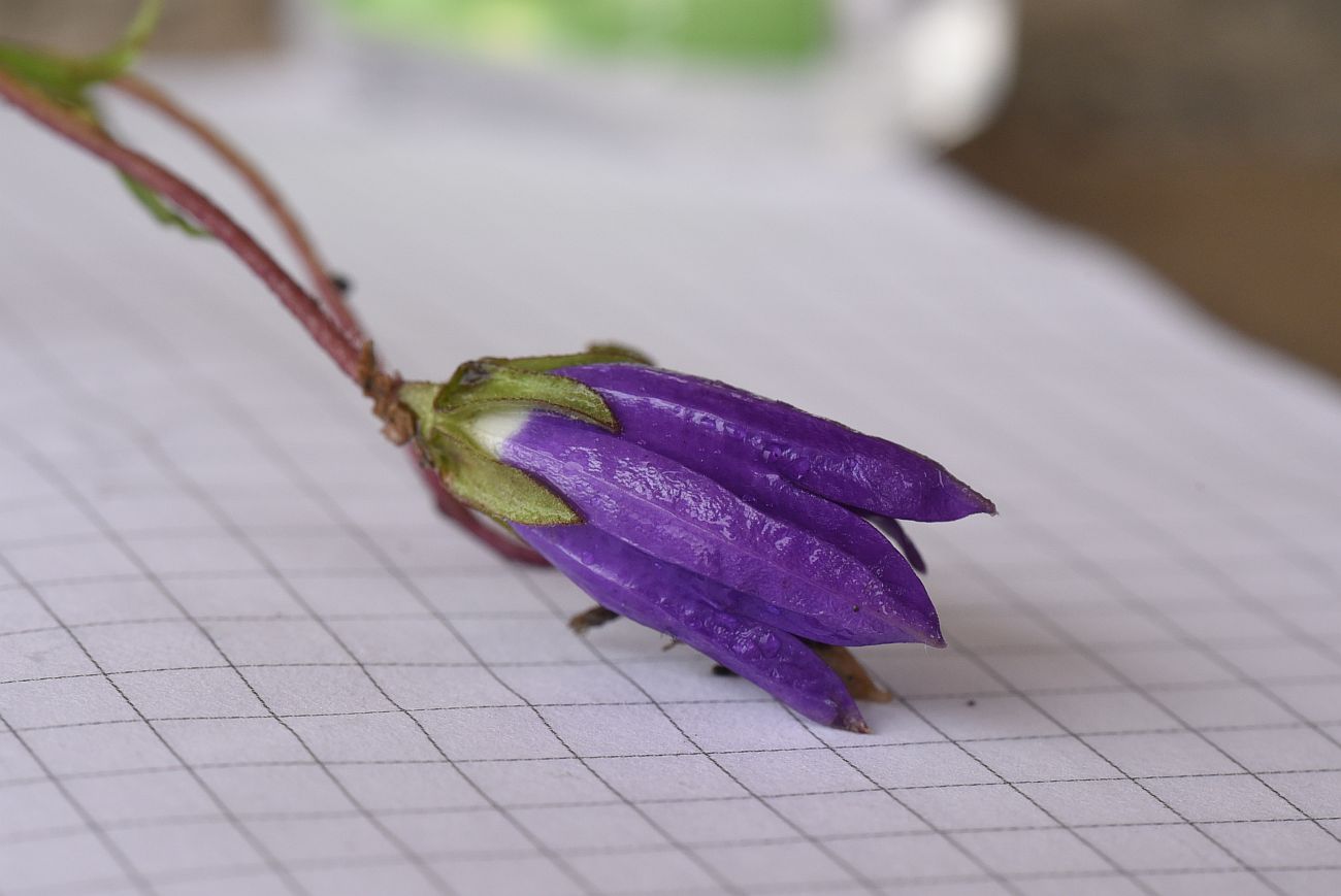 Изображение особи Campanula bellidifolia.