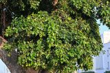 Ficus microcarpa