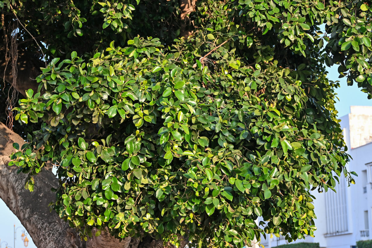 Image of Ficus microcarpa specimen.