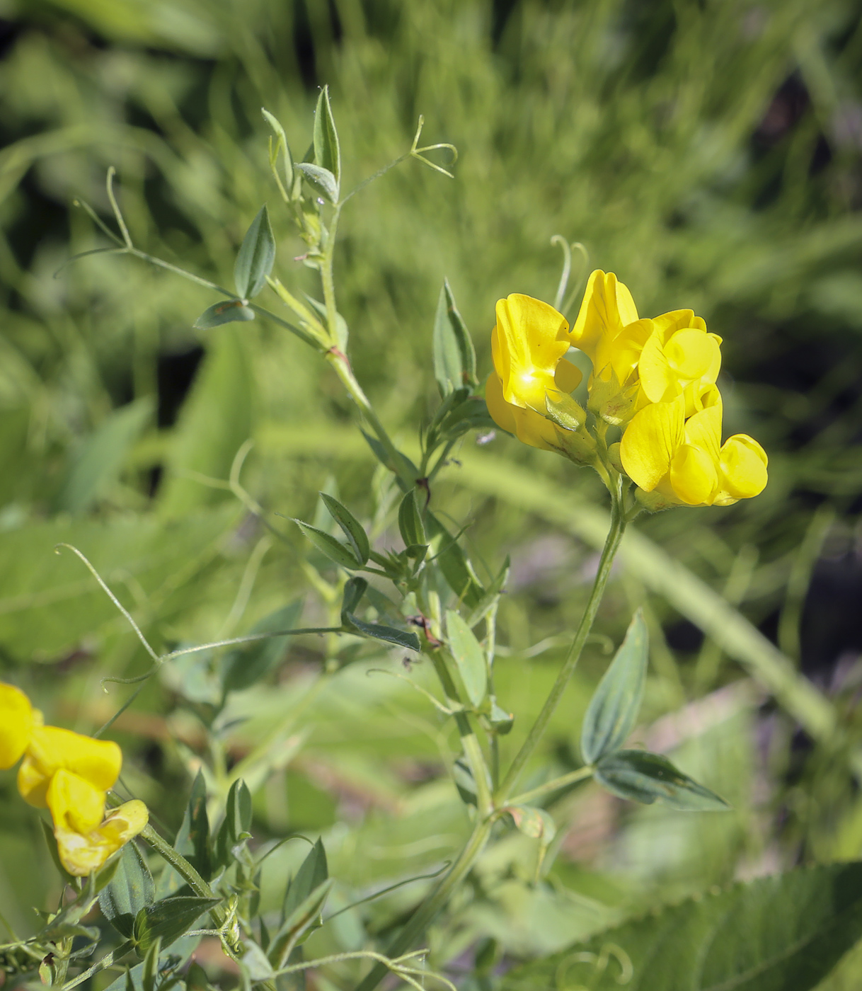 Изображение особи Lathyrus pratensis.