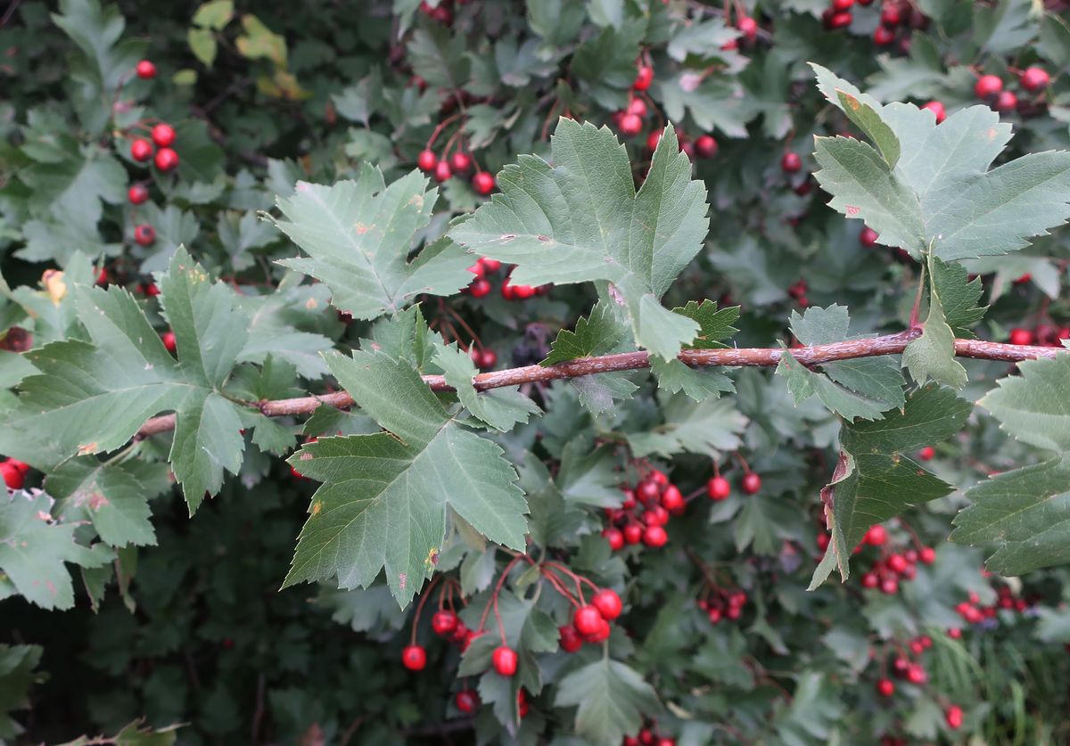 Изображение особи род Crataegus.