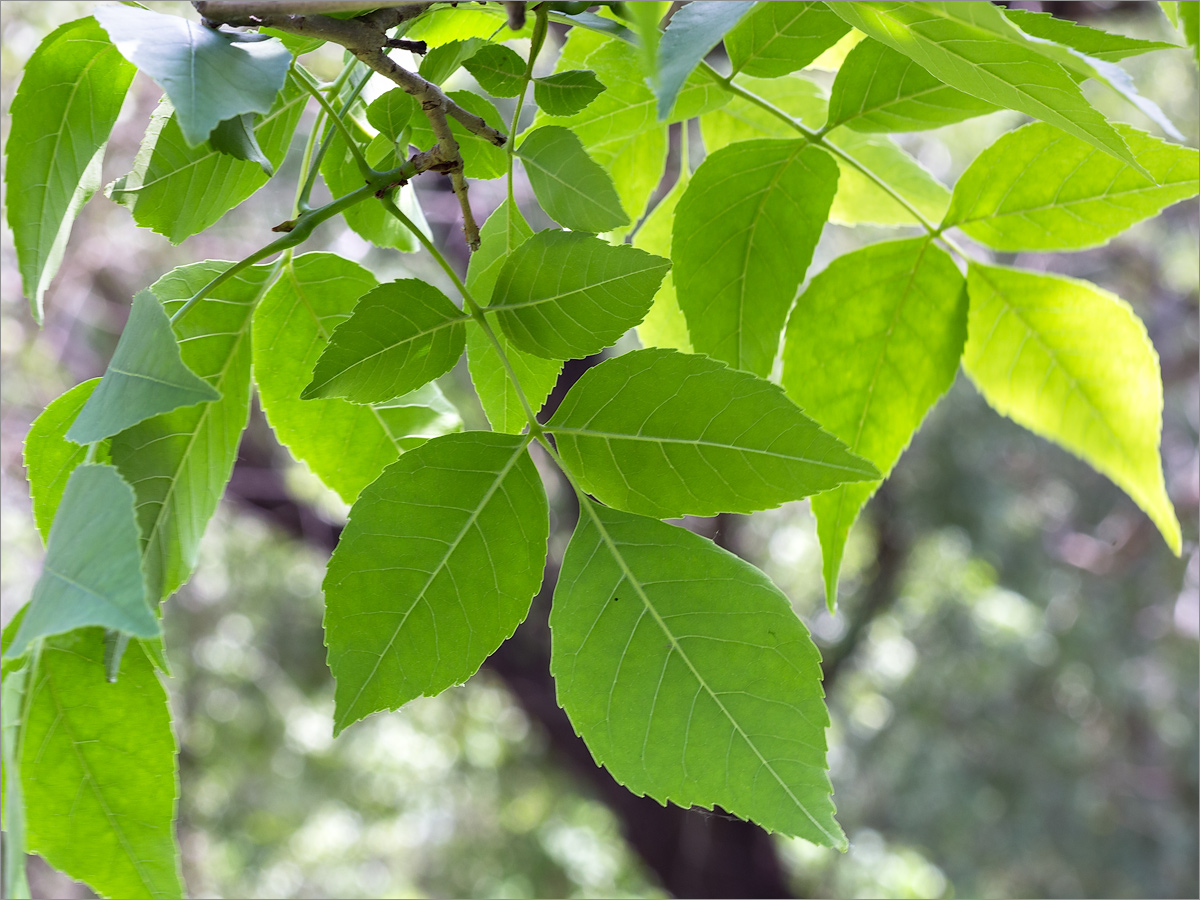 Image of Fraxinus pennsylvanica specimen.