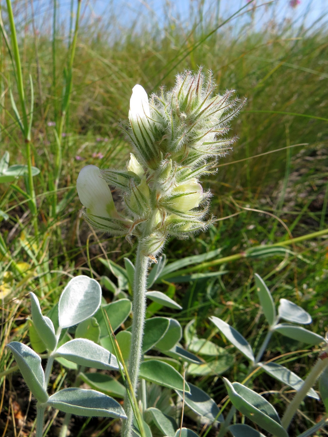 Изображение особи Hedysarum grandiflorum.