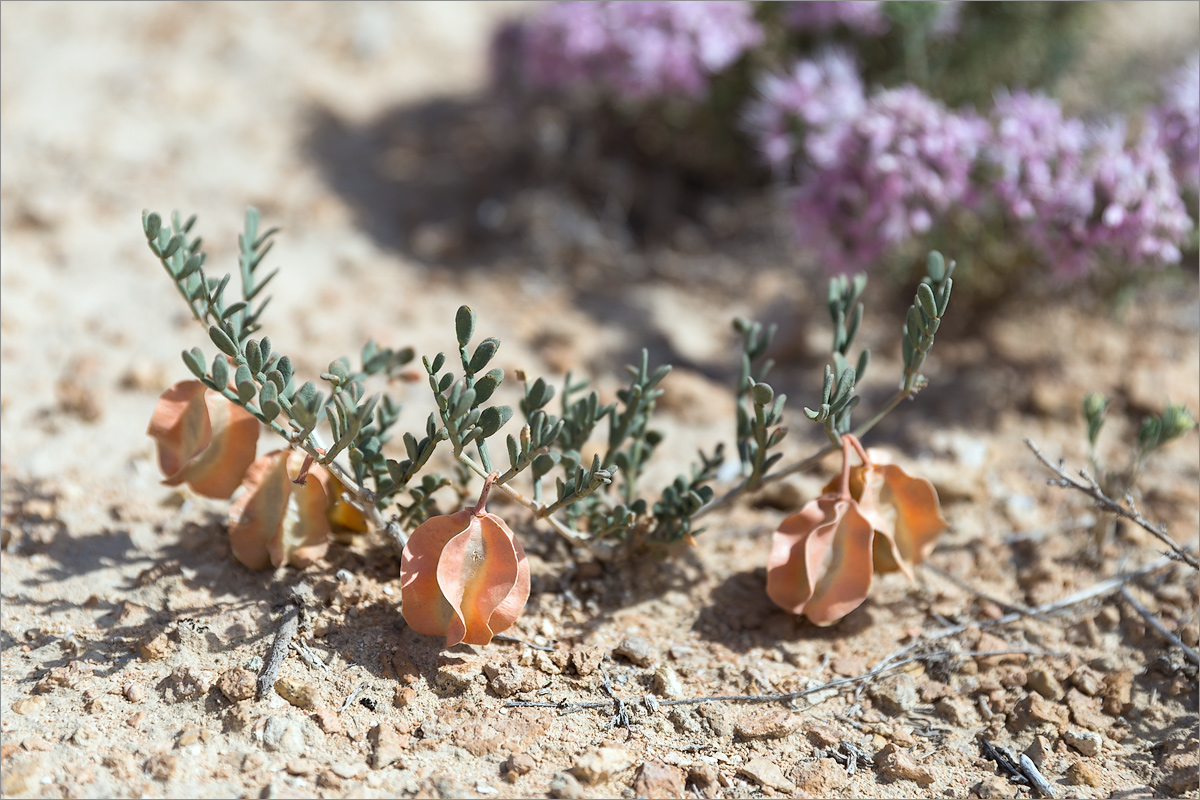 Изображение особи Zygophyllum pinnatum.