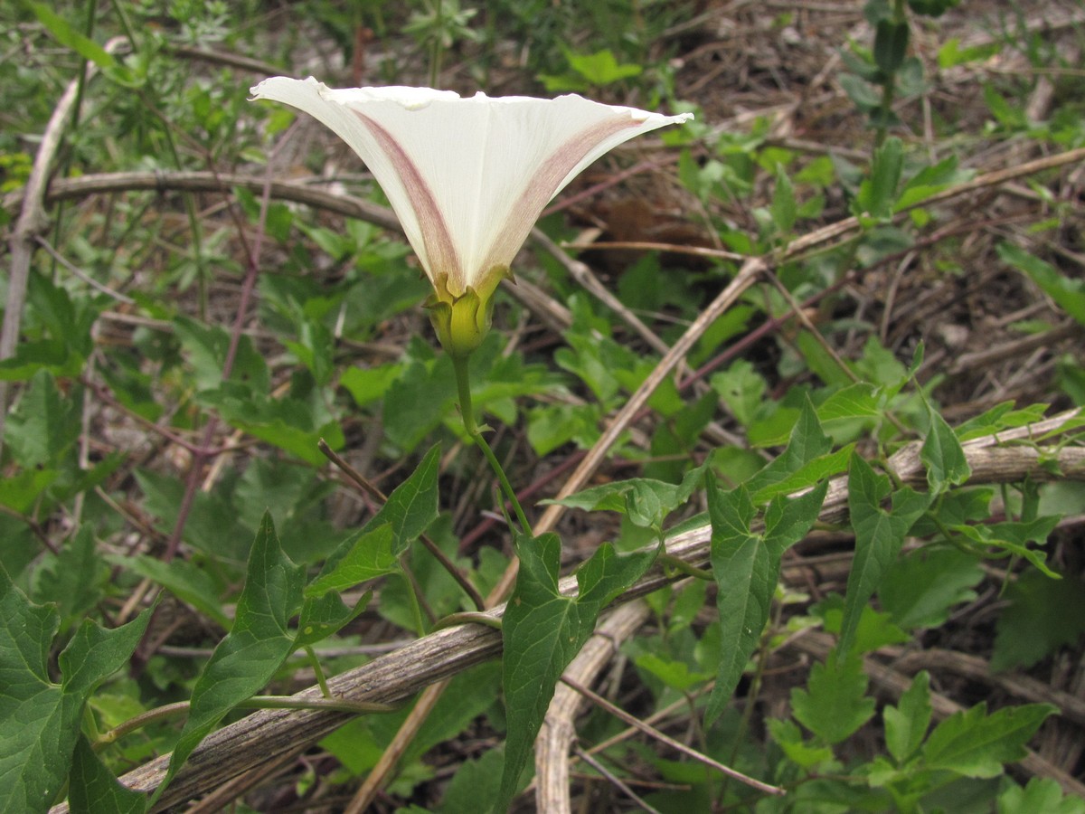 Изображение особи Convolvulus scammonia.