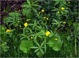 Ranunculus cassubicus